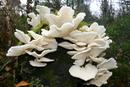 D361.1 Fungi (Pleurotellus porrigens)